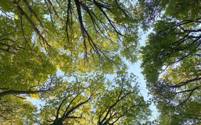 Wald als Kohlenstoffsenke: Speichern allein reicht nicht