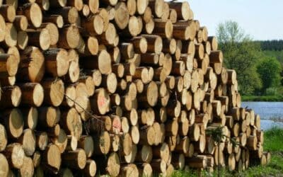Holzmarktbericht der LKÖ März 2023