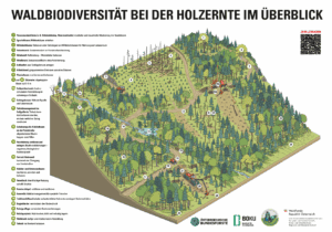 WALDBIODIVERSITÄT BEI DER HOLZERNTE IM ÜBERBLICK